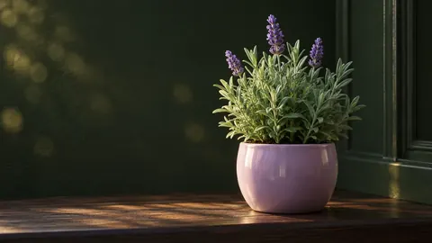 A lavender plant on a sunny windowsill