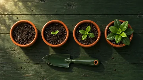 Four pots, from bare soil to a leafy plant